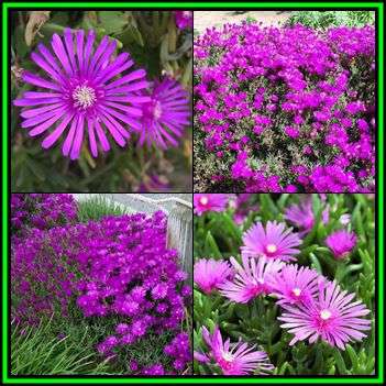 Lampranthus spectabilis Seeds - Indigenous Endemic Succulent Mesemb - NEW