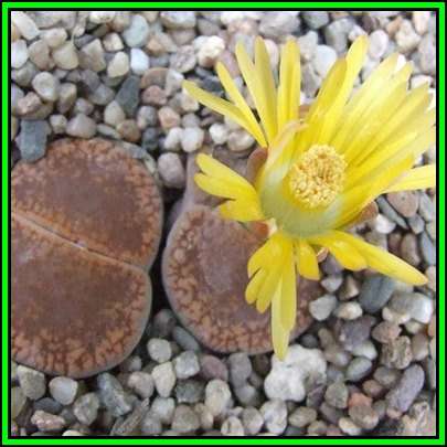 Lithops aucampiae Danielskuil - 10 Seed Pack - Stoneplants Indigenous Endemic Succulent Mesemb - NEW