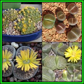 Lithops aucampiae Mixture - 20 Seed Pack - Stoneplants Indigenous Endemic Succulent Mesemb - NEW