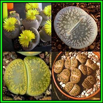 Lithops aucampiae Mixture Seeds - Living Stones Indigenous Endemic Succulent Mesemb - NEW
