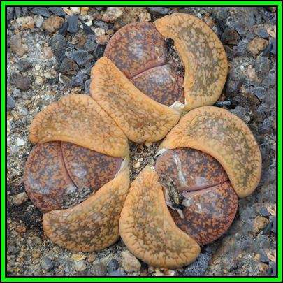 Lithops aucampiae aucampiae Seeds - Stoneplants Indigenous Endemic Succulent Mesemb - NEW