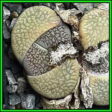 Lithops aucampiae var fluminalis - 5 Seed Pack - Indigenous Endemic Succulent Mesemb - NEW