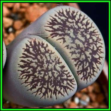 Lithops aucampiae var fluminalis Seeds - Living Stones Indigenous Endemic Succulent Mesemb - NEW