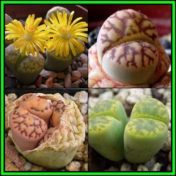 Lithops bromfieldii mixture - 10 Seed Pack - Indigenous Endemic Succulent Mesemb - NEW