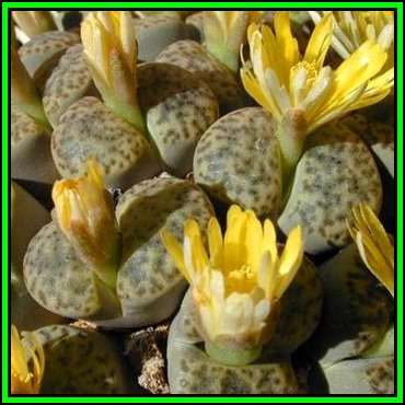 Lithops bromfieldii var bromfieldii - 10 Seed Pack - Indigenous Endemic Succulent Mesemb - NEW