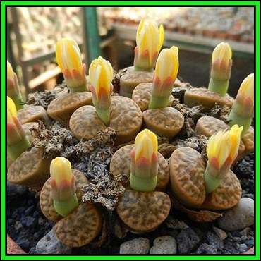 Lithops bromfieldii var insularis - 10 Seed Pack - Indigenous Endemic Succulent Mesemb - NEW