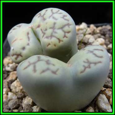 Lithops bromfieldii var menellii Seeds - Indigenous Endemic Succulent Mesemb - NEW