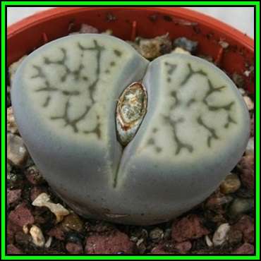 Lithops bromfieldii var menellii - 10 Seed Pack - Indigenous Endemic Succulent Mesemb - NEW
