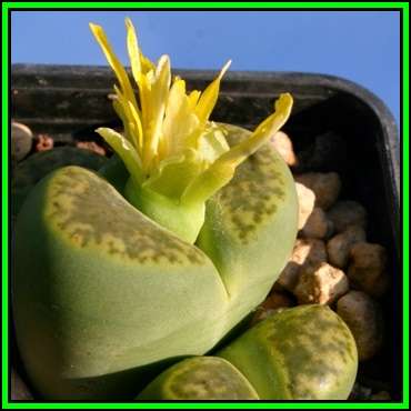 Lithops bromfieldii var sulphurea - 20 Seed Pack - Indigenous Endemic Succulent Mesemb - NEW