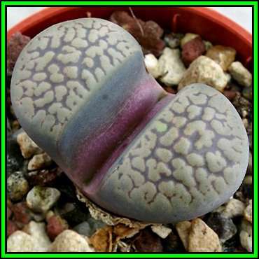 Lithops comptonii var weberi - 10 Seed Pack - Stoneplants Indigenous Endemic Succulent Mesemb - NEW