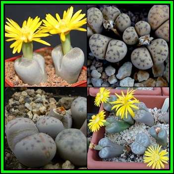 Lithops dinteri Mixed Forms - 10 Seed Pack - Living Stones Indigenous Endemic Succulent Mesemb - NEW