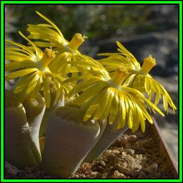 Lithops dinteri var dinteri Seeds - Flowering Stones Indigenous Endemic Succulent Mesemb - NEW