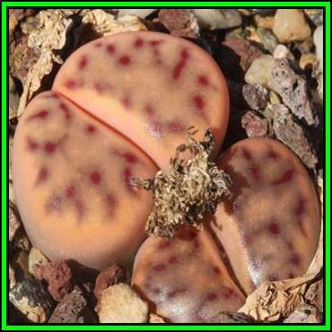 Lithops dinteri var multipunctata, 10 Seed Pack, Stoneplant Indigenous Endemic Succulent Mesemb NEW