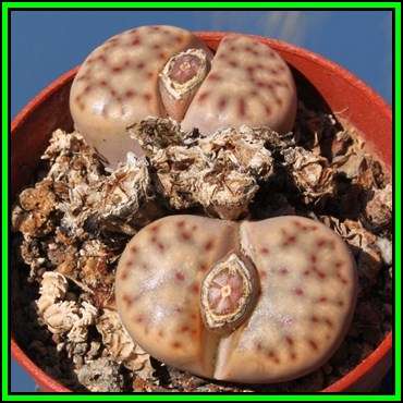 Lithops dinteri var multipunctata Seeds - Stoneplants Indigenous Endemic Succulent Mesemb - NEW