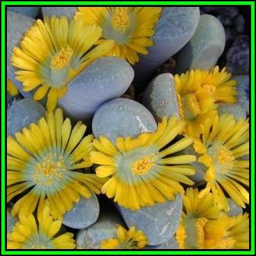 Lithops divergens var amethystina - 10 Seed Pack - Flowering Stones Indigenous Succulent Mesemb, NEW