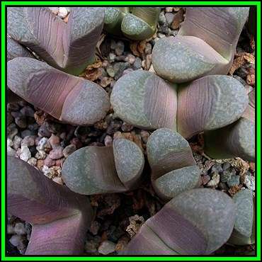 Lithops divergens var amethystina Seeds - Stoneplants Indigenous Endemic Succulent Mesemb - NEW