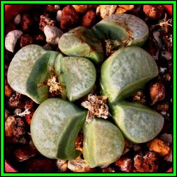 Lithops divergens var divergens - 5 Seed Pack - Indigenous Stoneplants Endemic Succulent Mesemb NEW