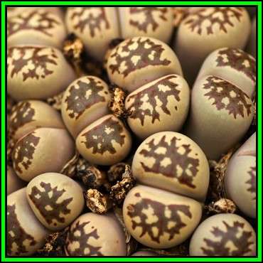 Lithops doretheae - 10 Seed Pack - Living Stones Indigenous Endemic Succulent Mesemb - NEW