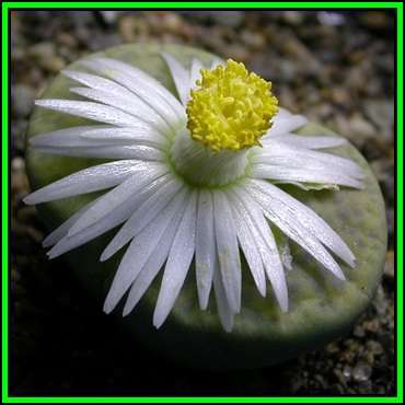 Lithops fulviceps var fulviceps - 10 Seed Pack - Stoneplants Indigenous Endemic Succulent Mesemb NEW