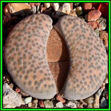 Lithops fulviceps var fulviceps lydiae - 10 Seed Pack - Indigenous Endemic Succulent Mesemb - NEW