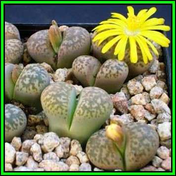 Lithops gesinae - 10 Seed Pack - Flowering Stones Indigenous Endemic Succulent Mesemb - NEW