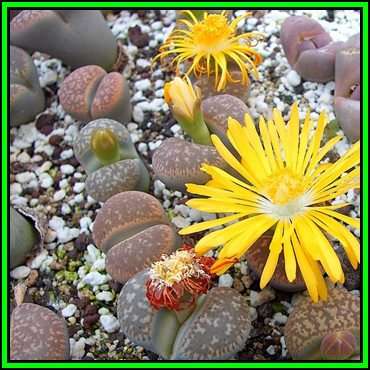 Lithops gesinae var annae Seeds - Flowering Stones Indigenous Endemic Succulent Mesemb - NEW