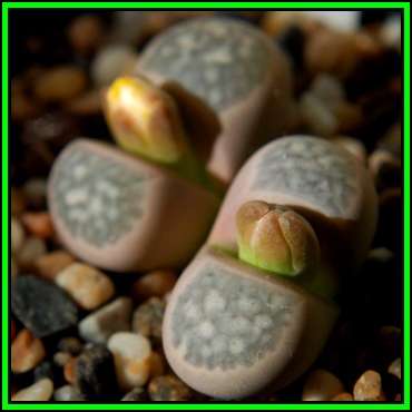 Lithops geyeri Seeds - Flowering Stones - Flat Ship Rate - Indigenous Endemic Succulent Mesemb - NEW
