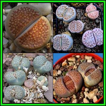 Lithops hallii Mixed Forms - 10 Seed Pack - Indigenous Endemic Succulent Mesemb - NEW