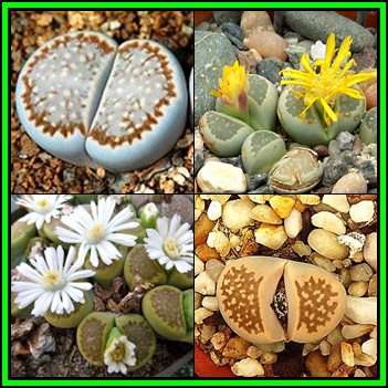 Lithops hallii Mixed Forms - 5 Seed Pack - Indigenous Endemic Succulent Mesemb - NEW