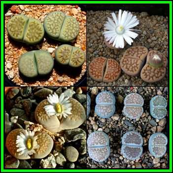 Lithops hallii Mixed Forms Seeds - Flowering Stones - Indigenous Endemic Succulent Mesemb - NEW