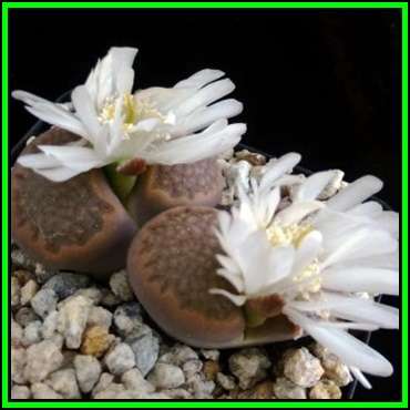 Lithops hallii Brown Form - 10 Seed Pack - Stoneplants Indigenous Endemic Succulent Mesemb - NEW