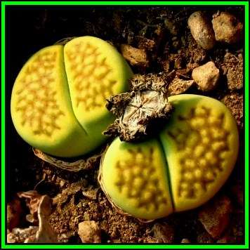 Lithops hallii var ochracea - 10 Seed Pack - Living Stones Indigenous Endemic Succulent Mesemb - NEW