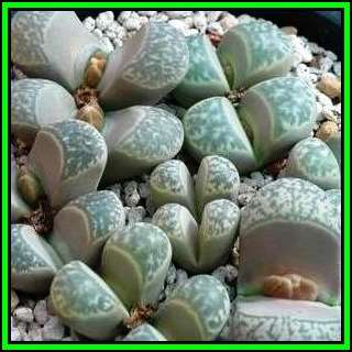 Lithops helmutii var helmutii Seeds - Flowering Stones - Indigenous Endemic Succulent Mesemb - NEW