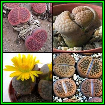 Lithops hookeri Mixed Forms Seeds - Beeskloutjies Inheemse Vetplante Mesemb - NEW