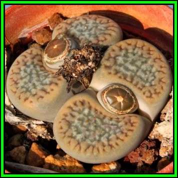 Lithops hookeri var elephina Seeds - Stoneplants Indigenous Endemic Succulent Mesemb - NEW