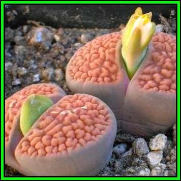 Lithops hookeri var hookeri Seeds - Stoneplants Indigenous Endemic Succulent Mesemb - NEW