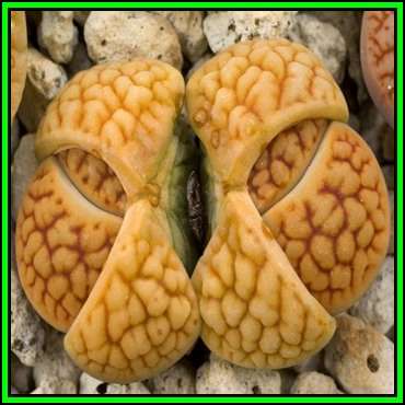 Lithops hookeri var lutea - 10 Seed Pack - Flowering Stones Indigenous Endemic Succulent Mesemb, NEW