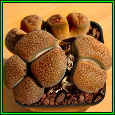 Lithops hookeri var marginata Seeds - Flowering Stones - Indigenous Endemic Succulent Mesemb - NEW