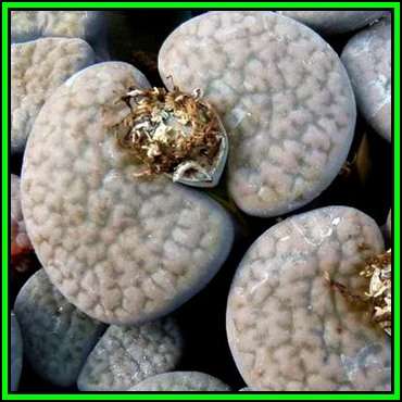 Lithops hookeri var vermiculata - 5 Seed Pack - Stoneplants Indigenous Endemic Succulent Mesemb NEW