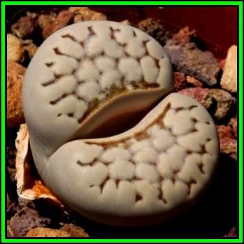 Lithops julii var chrysocephala Seeds - Flowering Stones - Indigenous Endemic Succulent Mesemb - NEW