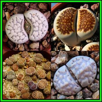 Lithops julii Mixed Forms - 10 Seed Pack - Stoneplants Indigenous Endemic Succulent Mesemb - NEW