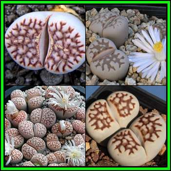 Lithops julii Mixed Forms Seeds - Living Stones Indigenous Endemic Succulent Mesemb - NEW