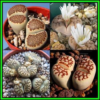 Lithops julii Mixed Forms - 5 Seed Pack - Stoneplants Indigenous Endemic Succulent Mesemb - NEW