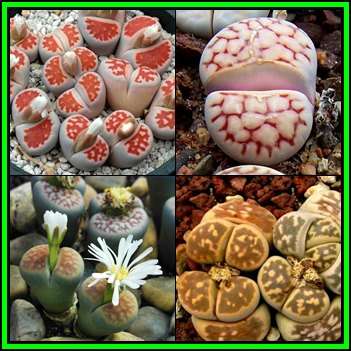 Lithops karasmontana Mixed Forms Seeds - Living Stones Indigenous Endemic Succulent Mesemb - NEW
