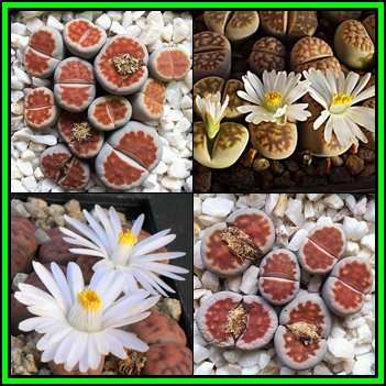 Lithops karasmontana Mixed Forms - 10 Seed Pack - Indigenous Stoneplant Endemic Succulent Mesemb NEW