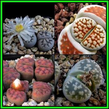 Lithops karasmontana Mixed Forms - 5 Seed Pack - Indigenous Endemic Succulent Mesemb - NEW