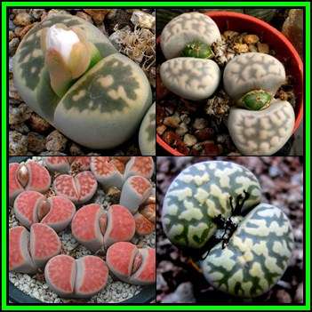 Lithops karasmontana Mixed Forms - 20 Seed Pack - Stoneplant Indigenous Endemic Succulent Mesemb NEW