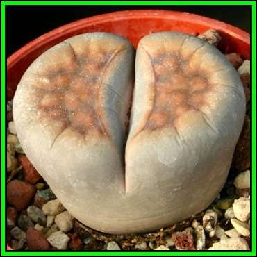 Lithops karasmontana Signalberg - 10 Seed Pack - Stoneplants Indigenous Endemic Succulent Mesemb NEW