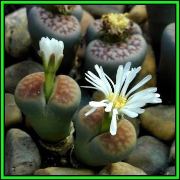 Lithops karasmontana jacobseniae - 10 Seed Pack - Living Stones Indigenous Succulent Mesemb - NEW