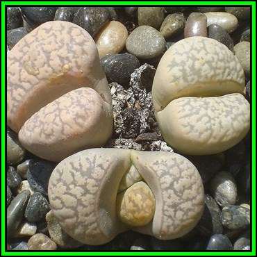 Lithops karasmontana ssp eberlanzii - 10 Seed Pack - Stoneplants Indigenous Succulent Mesemb - NEW